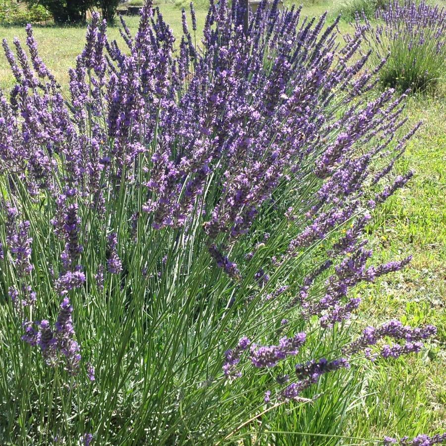 فيلا Chez Elles En Provence نا لي بين المظهر الخارجي الصورة